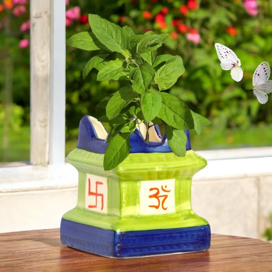 Green Tulsi pot