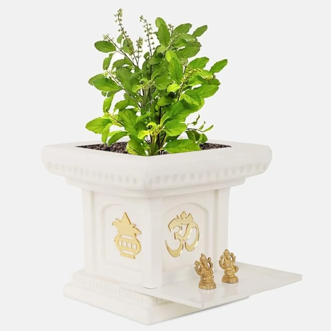 Tulsi Pot 1